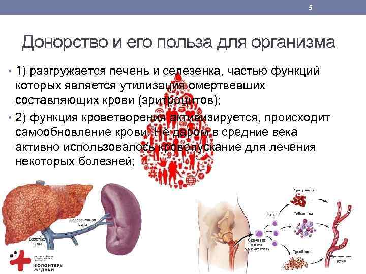 5 Донорство и его польза для организма • 1) разгружается печень и селезенка, частью