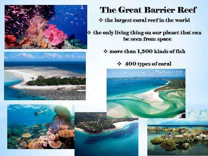 The Great Barrier Reef v the largest coral reef in the world v the