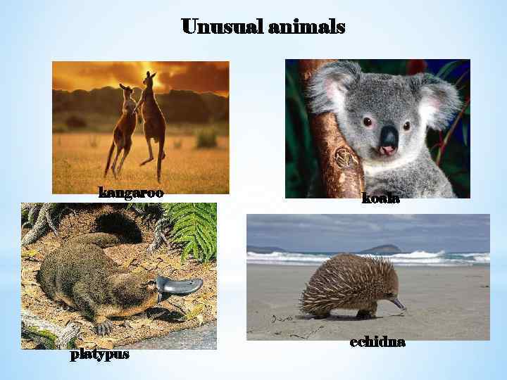 Unusual animals kangaroo platypus koala echidna 