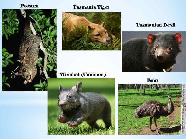 Possum Tasmania Tiger Tasmanian Devil Wombat (Common) Emu 