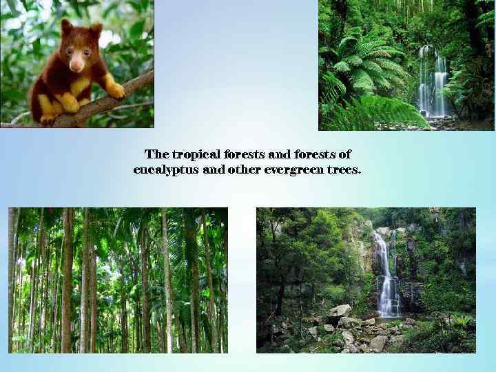 The tropical forests and forests of eucalyptus and other evergreen trees. 