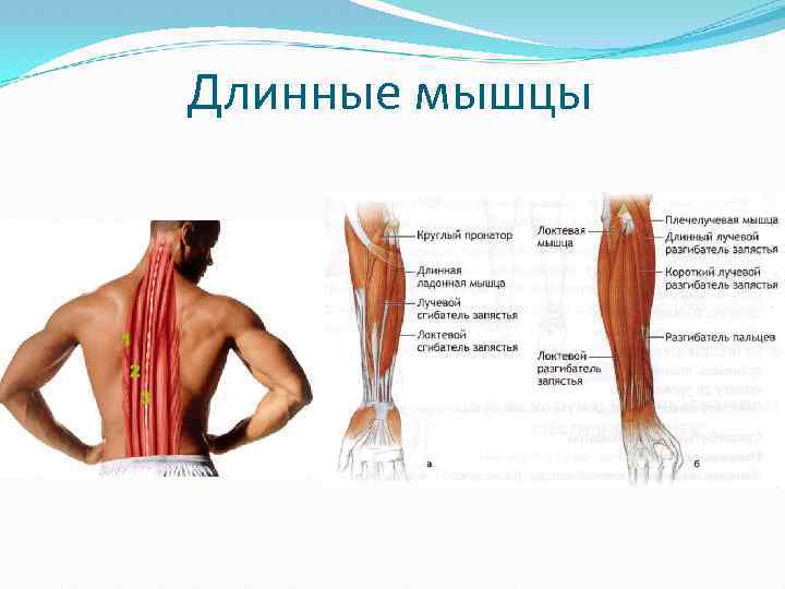 Длинные мышцы 