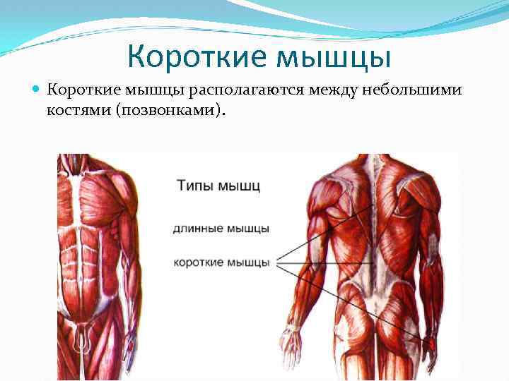 Короткие мышцы располагаются между небольшими костями (позвонками). 