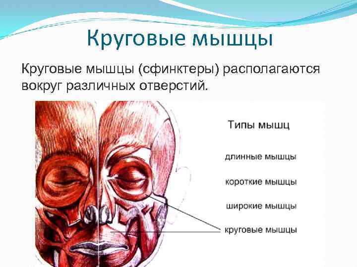 Круговые мышцы (сфинктеры) располагаются вокруг различных отверстий. 