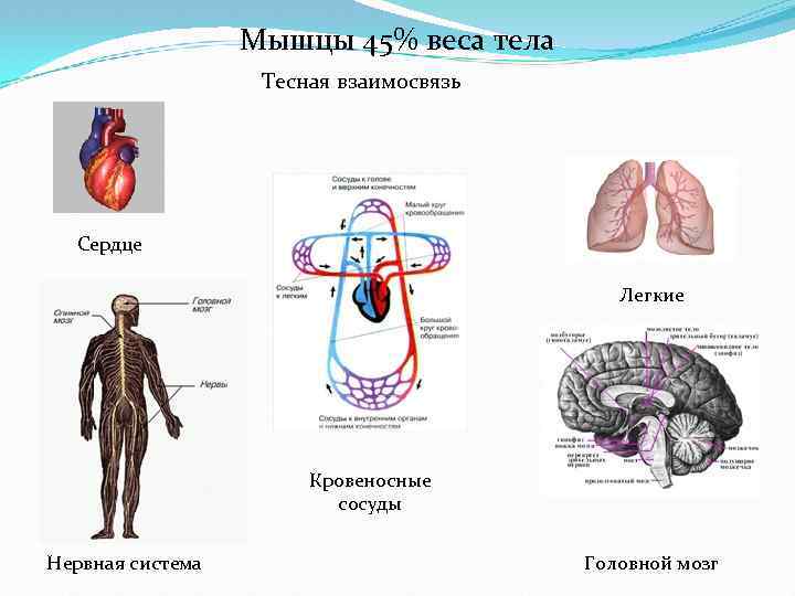 Мышцы 45% веса тела Тесная взаимосвязь Сердце Легкие Кровеносные сосуды Нервная система Головной мозг
