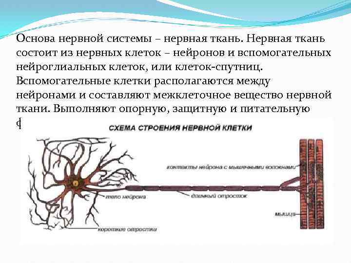 Основа нервной системы – нервная ткань. Нервная ткань состоит из нервных клеток – нейронов