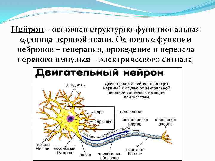 Нейрон – основная структурно-функциональная единица нервной ткани. Основные функции нейронов – генерация, проведение и