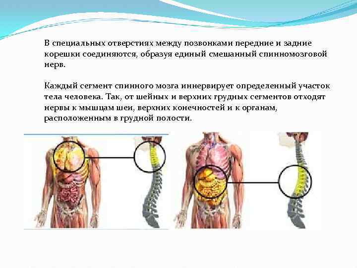 В специальных отверстиях между позвонками передние и задние корешки соединяются, образуя единый смешанный спинномозговой