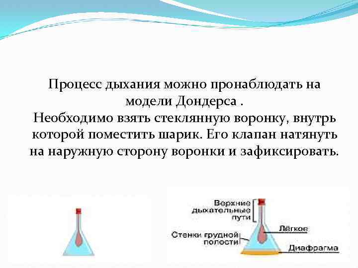 Процесс дыхания можно пронаблюдать на модели Дондерса. Необходимо взять стеклянную воронку, внутрь которой поместить