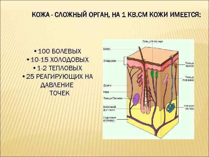 КОЖА - СЛОЖНЫЙ ОРГАН, НА 1 КВ. СМ КОЖИ ИМЕЕТСЯ: • 100 БОЛЕВЫХ •