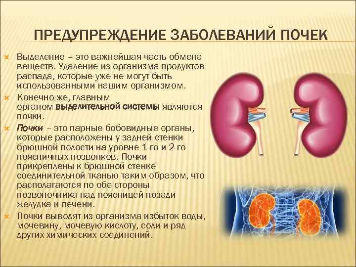 ПРЕДУПРЕЖДЕНИЕ ЗАБОЛЕВАНИЙ ПОЧЕК Выделение – это важнейшая часть обмена веществ. Удаление из организма продуктов