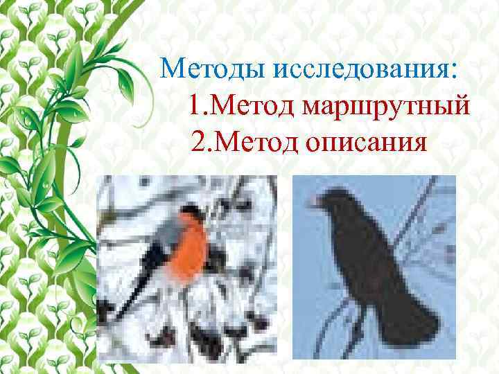 Методы изучения птиц. Маршрутный метод учета птиц. Методы количественного учета птиц. Точечный метод учета птиц.