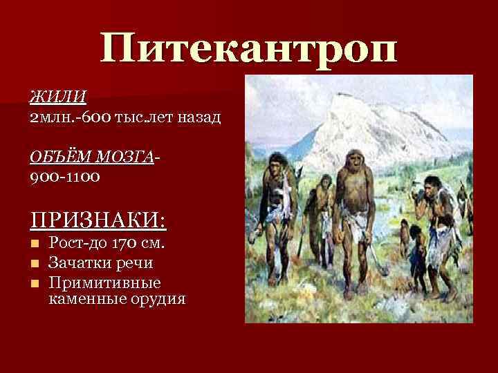 Питекантроп ЖИЛИ 2 млн. -600 тыс. лет назад ОБЪЁМ МОЗГА 900 -1100 ПРИЗНАКИ: n