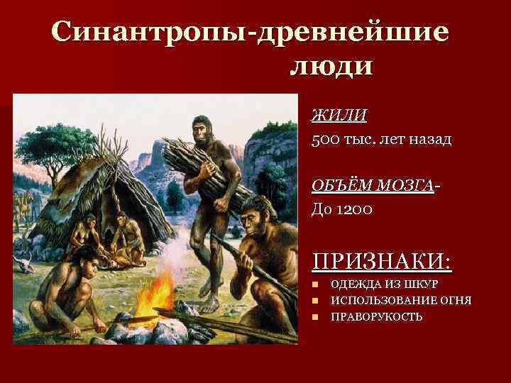 Синантропы-древнейшие люди ЖИЛИ 500 тыс. лет назад ОБЪЁМ МОЗГАДо 1200 ПРИЗНАКИ: n n n