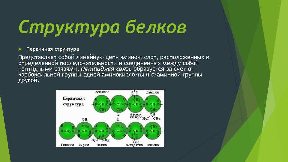 Цепь аминокислот в определенной последовательности. Первичная структура белка представлена. Первичная структура белка представляет собой. Первичная структура белков представляет собой. Что представляет собой первичная структура.