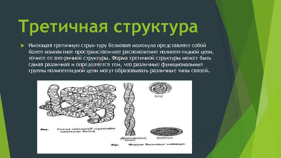 Третичная структура Имеющая третичную струк туру белковая молекула представляет собой более компактное пространствен ное