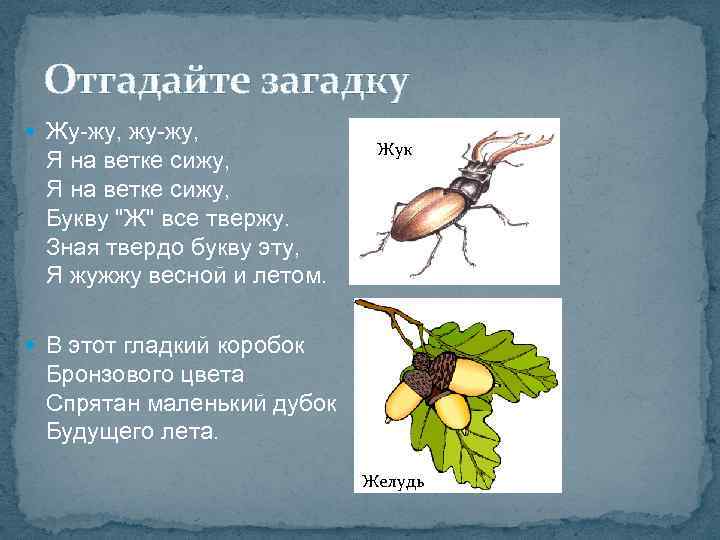 Отгадайте загадку Жу-жу, жу-жу, Я на ветке сижу, Букву "Ж" все твержу. Зная твердо