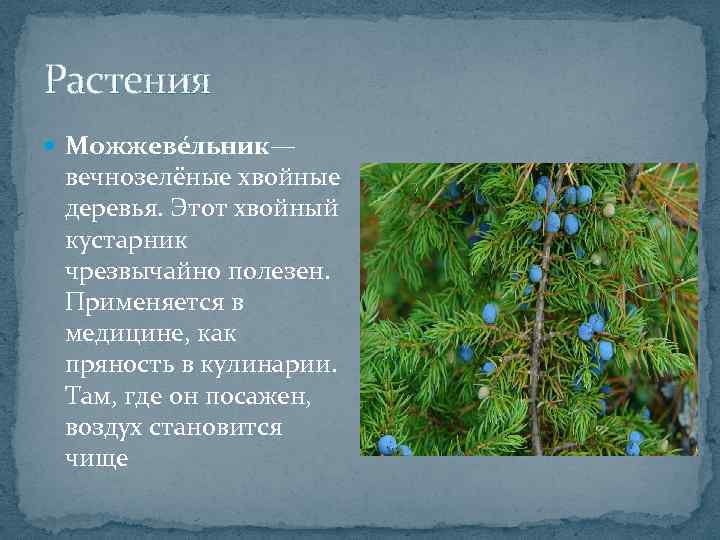 Растения Можжеве льник— вечнозелёные хвойные деревья. Этот хвойный кустарник чрезвычайно полезен. Применяется в медицине,