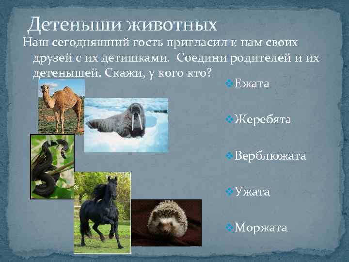  Детеныши животных Наш сегодняшний гость пригласил к нам своих друзей с их детишками.