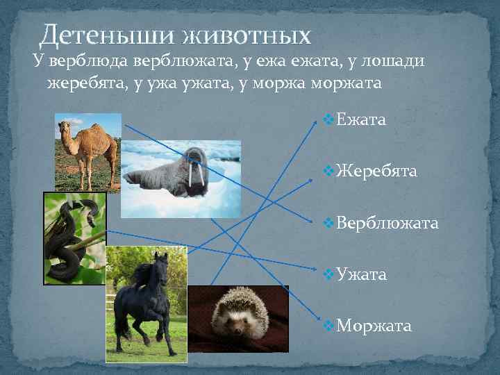  Детеныши животных У верблюда верблюжата, у ежата, у лошади жеребята, у ужата, у
