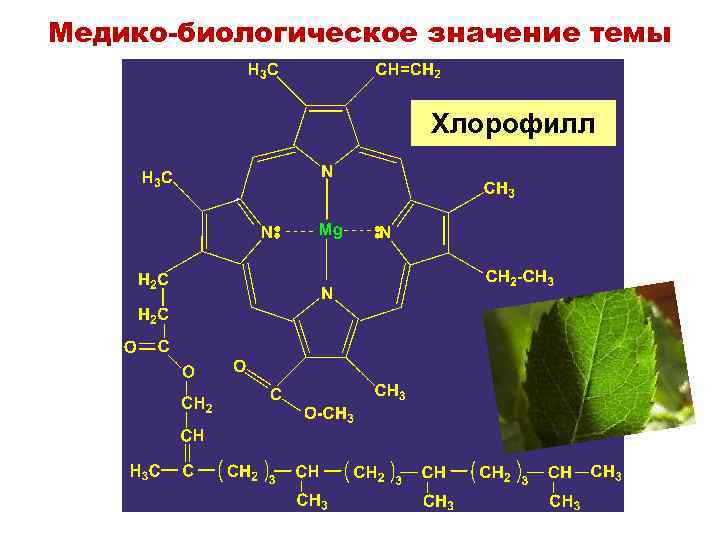 Медико-биологическое значение темы Хлорофилл 