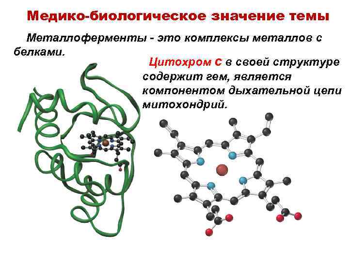 Медико-биологическое значение темы Металлоферменты - это комплексы металлов с белками. Цитохром с в своей