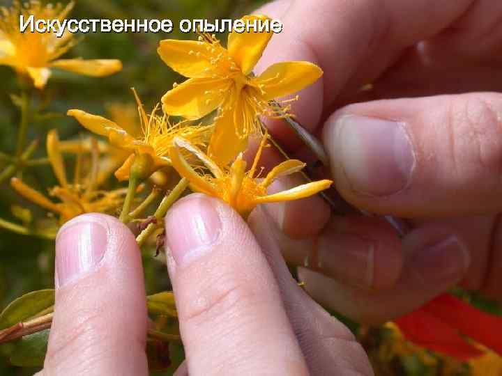 Искусственное опыление 