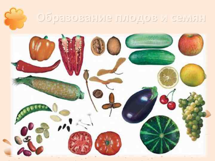 Образование плодов и семян 