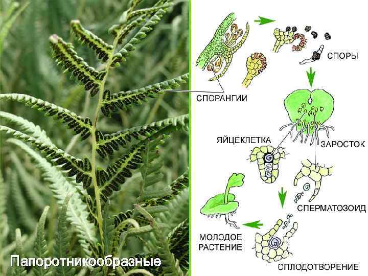 Папоротникообразные 