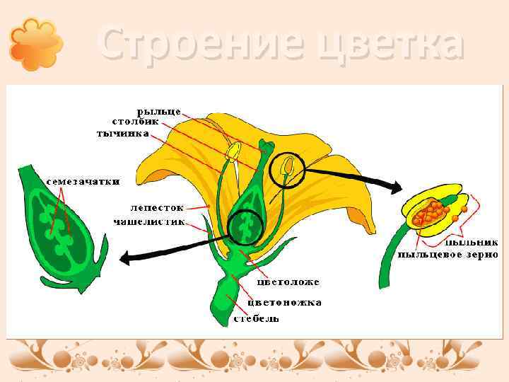 Строение цветка 