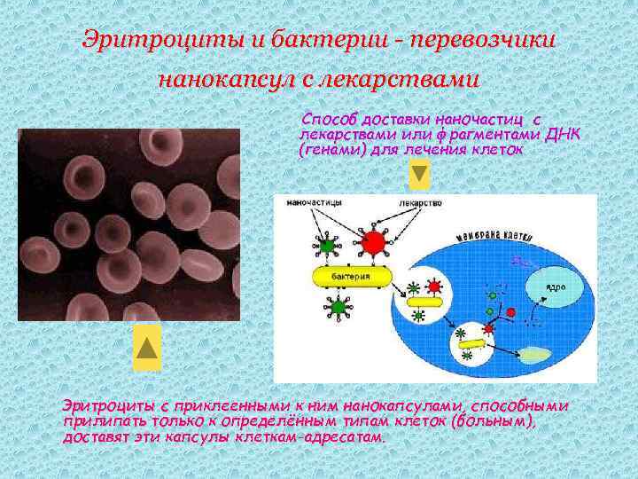 Эритроциты и бактерии - перевозчики нанокапсул с лекарствами Способ доставки наночастиц с лекарствами или