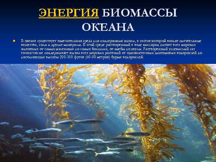 Разнообразие и биомасса. Биомасса мирового океана. Водоросли мирового океана. Живые организмы мирового океана. Основная биомасса океана.