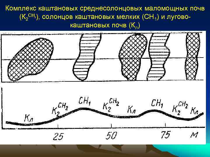 Комплекс каштановых среднесолонцовых маломощных почв (К 2 СН ), солонцов каштановых мелких (СН 1)