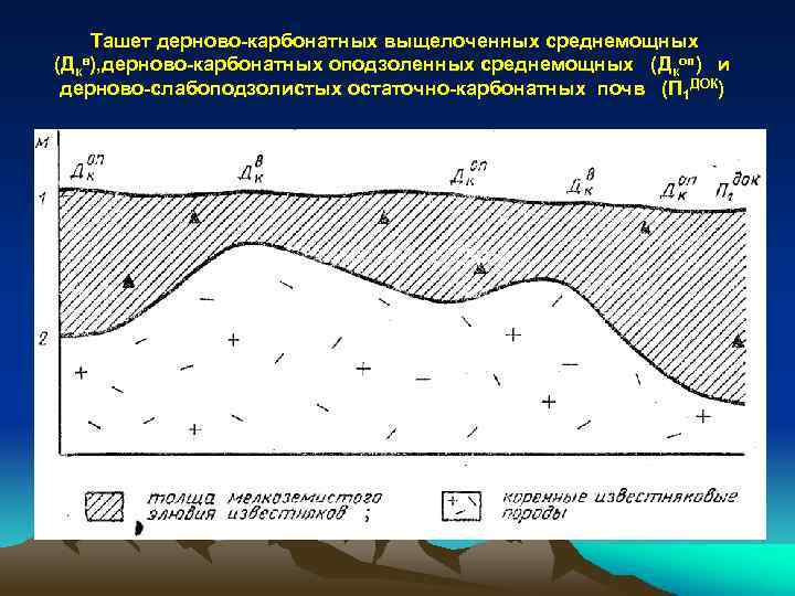 Ташет дерново карбонатных выщелоченных среднемощных (Дкв), дерново карбонатных оподзоленных среднемощных (Дкоп) и дерново слабоподзолистых