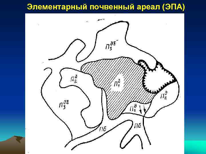 Элементарный почвенный ареал (ЭПА) 