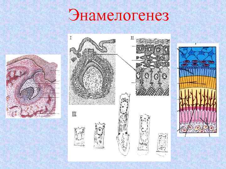 Энамелогенез 