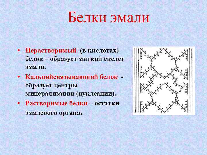 Белки эмали • Нерастворимый (в кислотах) белок – образует мягкий скелет эмали. • Кальцийсвязывающий