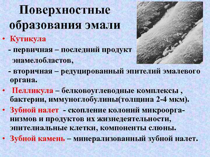Поверхностные образования эмали • Кутикула - первичная – последний продукт энамелобластов, - вторичная –
