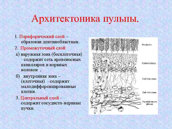 Архитектоника пульпы. 1. Периферический слой – образован дентинобластами. 2. Промежуточный слой а) наружная зона