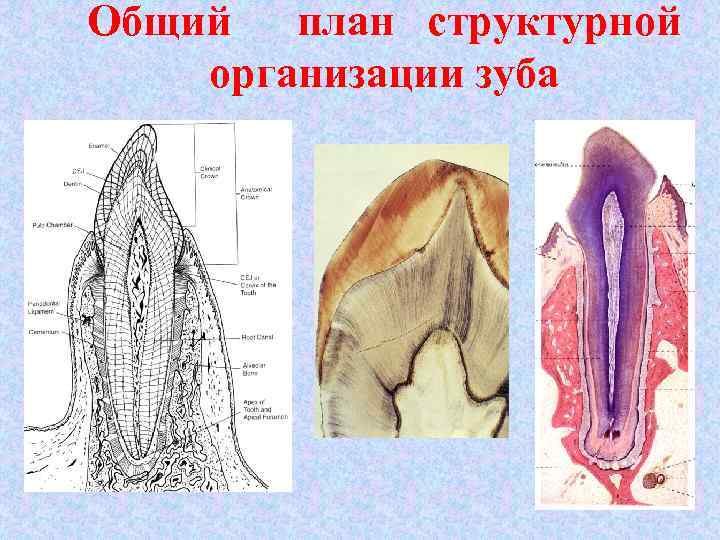 Общий план структурной организации зуба 