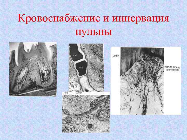Кровоснабжение и иннервация пульпы 