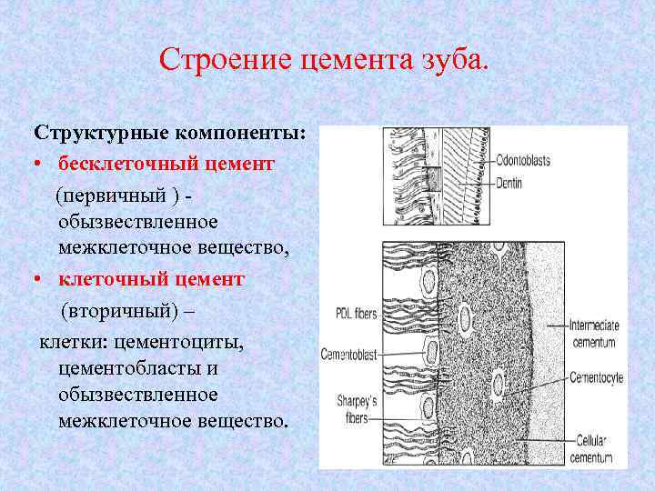 Строение цемента зуба. Структурные компоненты: • бесклеточный цемент (первичный ) обызвествленное межклеточное вещество, •