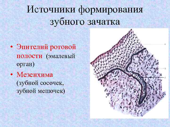 Источники формирования зубного зачатка • Эпителий ротовой полости (эмалевый орган) • Мезенхима (зубной сосочек,