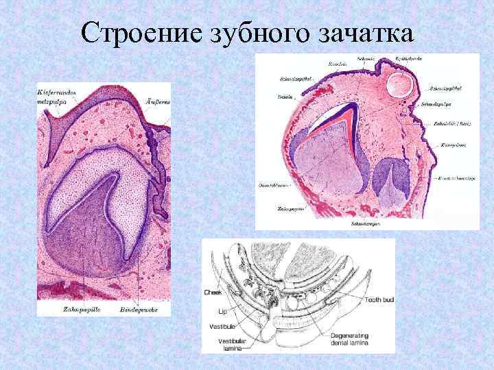 Строение зубного зачатка 