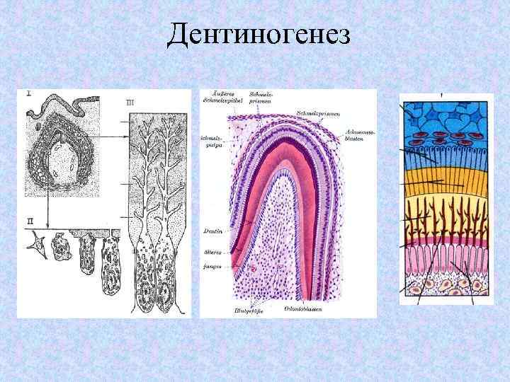 Дентиногенез 