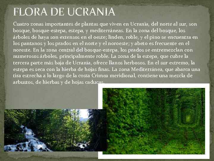 FLORA DE UCRANIA Cuatro zonas importantes de plantas que viven en Ucrania, del norte