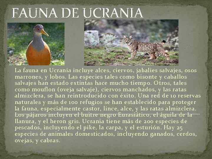 FAUNA DE UCRANIA La fauna en Ucrania incluye alces, ciervos, jabalies salvajes, osos marrones,