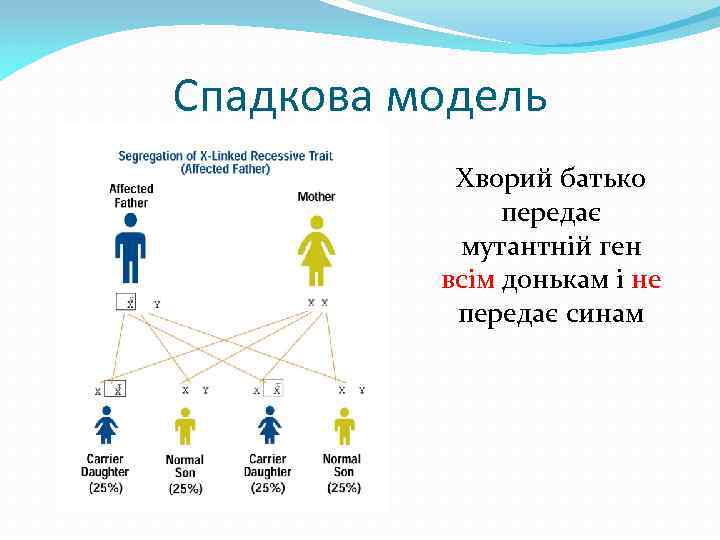 Спадкова модель Хворий батько передає мутантній ген всім донькам і не передає синам 