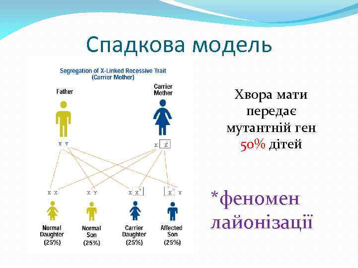 Спадкова модель Хвора мати передає мутантній ген 50% дітей *феномен лайонізації 