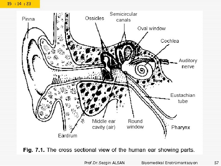 Prof. Dr. Sezgin ALSAN Biyomedikal Enstrümantasyon 57 